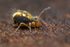 Dicyrtomina saundersi (m)