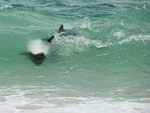 Commerson's Dolphins swimming in wave, Carcass Island