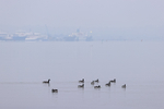 Brent Geese & Poole Port background, Dorset