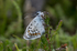 Silver Studded Blue Butterfly emerging with ants
