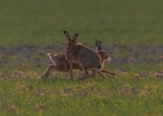 Brown Hares