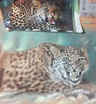 Hissing Cheetah