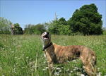 Dog-Sitting-Near-Me-Fulham