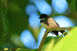 Sunda Pied Fantail, Mekong Delta, Vietnam