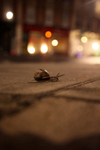 Urban snail at night in a Bristol Street