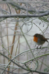 9  Robin
