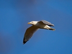 Herring Gull