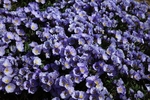 Boreal Jacob's ladder 7310