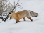 Red Fox, Lamar Valley