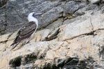 Peruvian Booby on cliff face, Chanaral Island, Chile