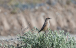 Cinnamon-bellied Ground Tyrant