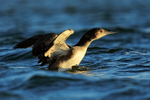 Great Northern Diver, wings raised, Farmoor Reservoir