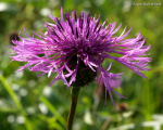 Greater Knapweed (01)