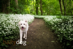 Kasper's Walkies! portfolio