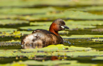 Little Grebe - Tachybaptus ruficollis