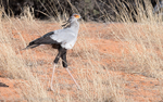 Secretary bird