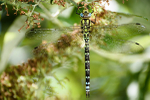 Female Southern hawker