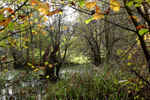 Autumn Wetlands