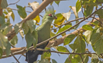 Green Turaco.