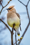 Fluffed Up