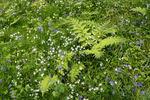 Wondrell Coppice 2