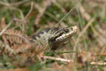 Female Adder   ref 2468