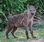 Spotted Hyena