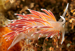 Fjordia sp.