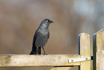 Jackdaw - Corvus monedula