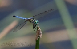 DF AnimalsCreatures 176