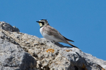 Horned (Shore) Lark portfolio