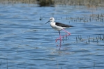 Black-winged Stilt