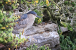Black-crowned Night-Heron, Carcass Island, Falklands