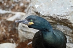 Shag
