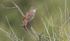 Rufous Bush Chat.