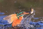 Kingfisher & fish in water, Otterbourne, Hampshire