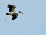 Asian Openbill landing, Gao Giong, Vietnam
