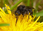 Melecta albifrons (f)