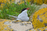 Arctic Tern