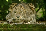 Persian Leopard - Shade (Rutland Falconry & Owl Centre)