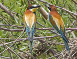 Bee Eaters.