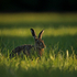 Brown Hare
