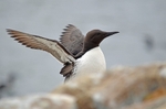 Common Guillemot