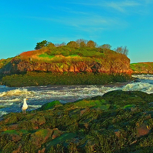 Crow Island @ Low Tide from Falls View Lower Lookout.