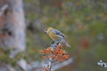 Pine Grosbeak