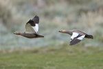 Ruddy-headed Goose pair in flight, Carcass Island, Falklands
