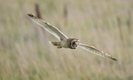 Short-eared owl