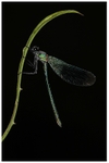 Banded Damoiselle onTeasel Leaf 2
