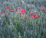 The Fields