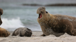 Elephant Seal beachmaster faces challenge, Sea Lion Island, Falklands